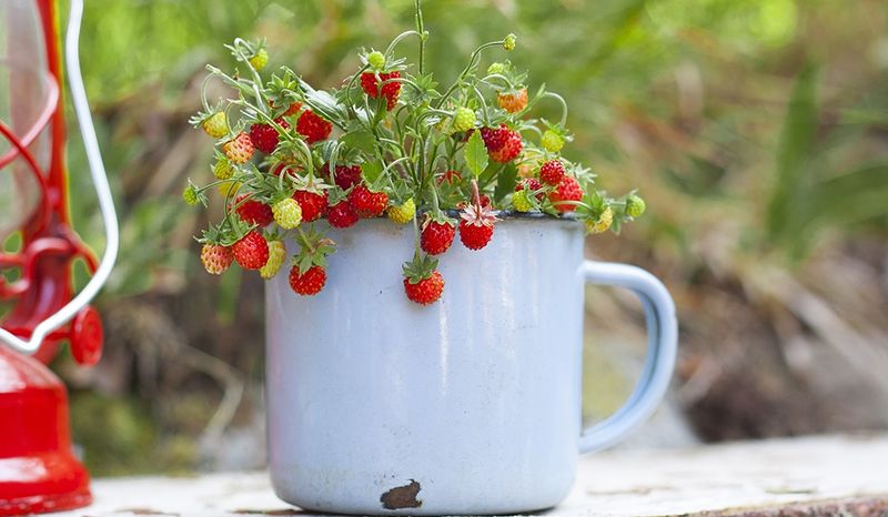 Strawberry