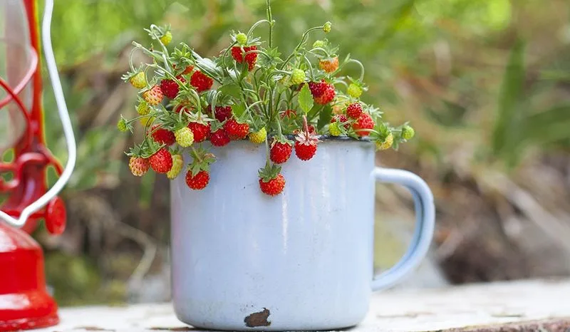 Strawberry