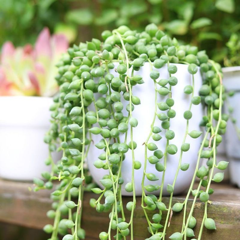 String of Pearls