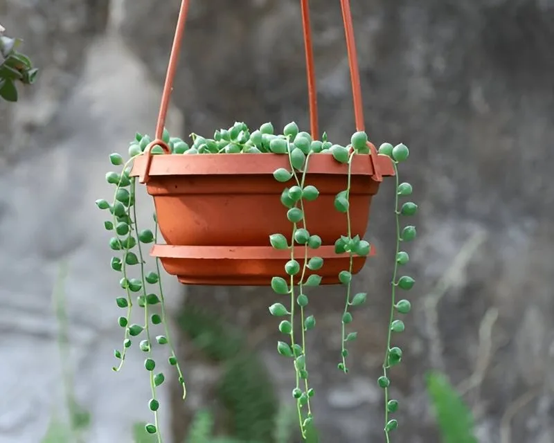 String of Pearls
