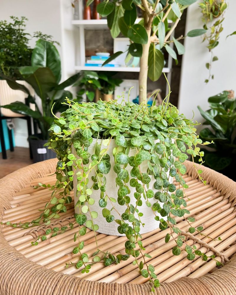 String of Pearls