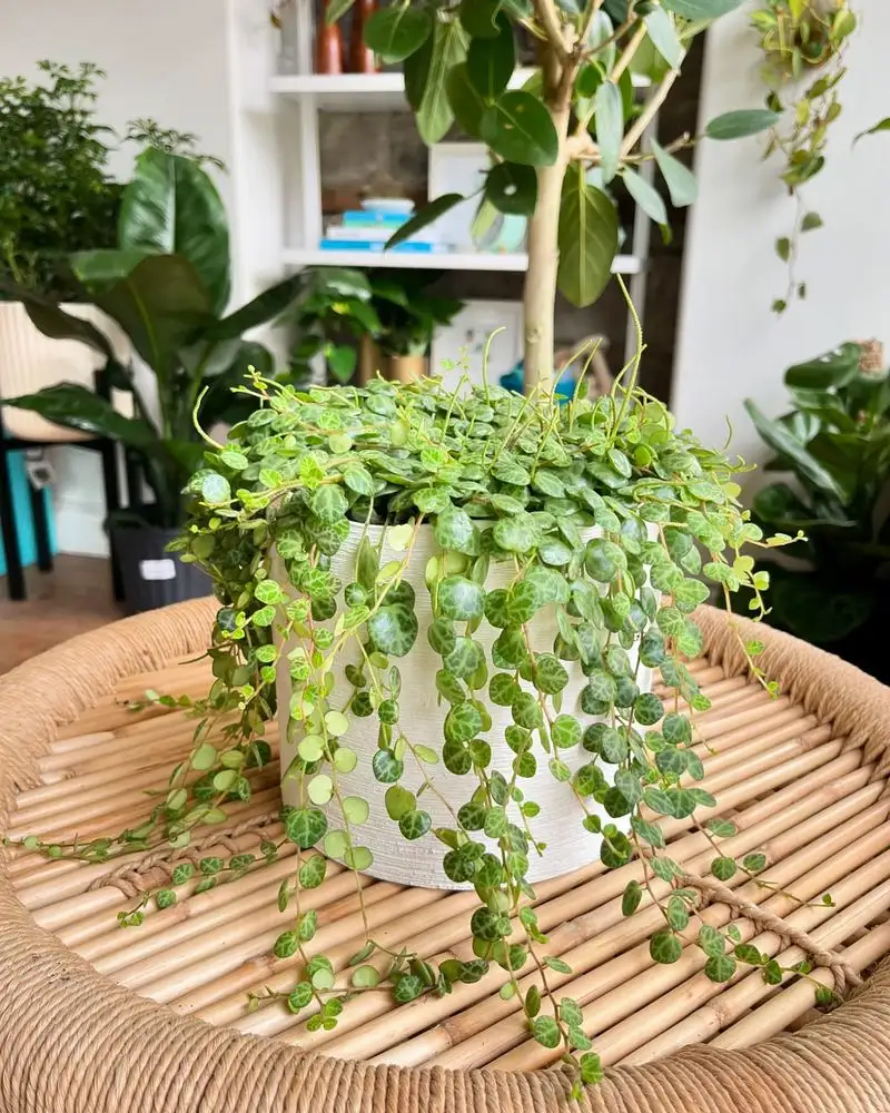 String of Pearls