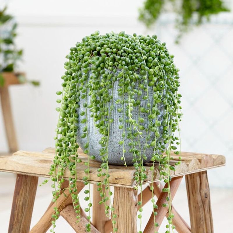 String of Pearls