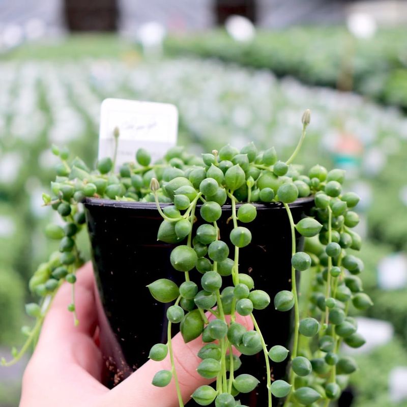 String of Pearls (Senecio rowleyanus)