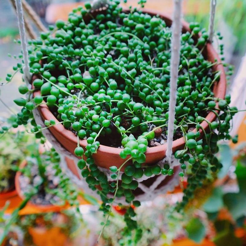 String of Pearls