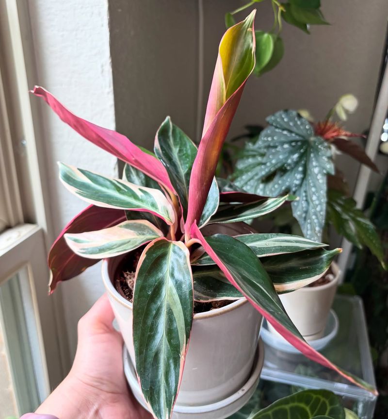 Stromanthe Triostar