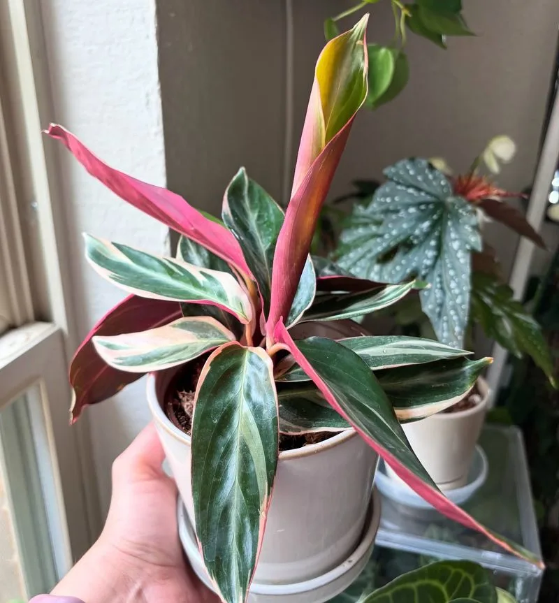 Stromanthe Triostar