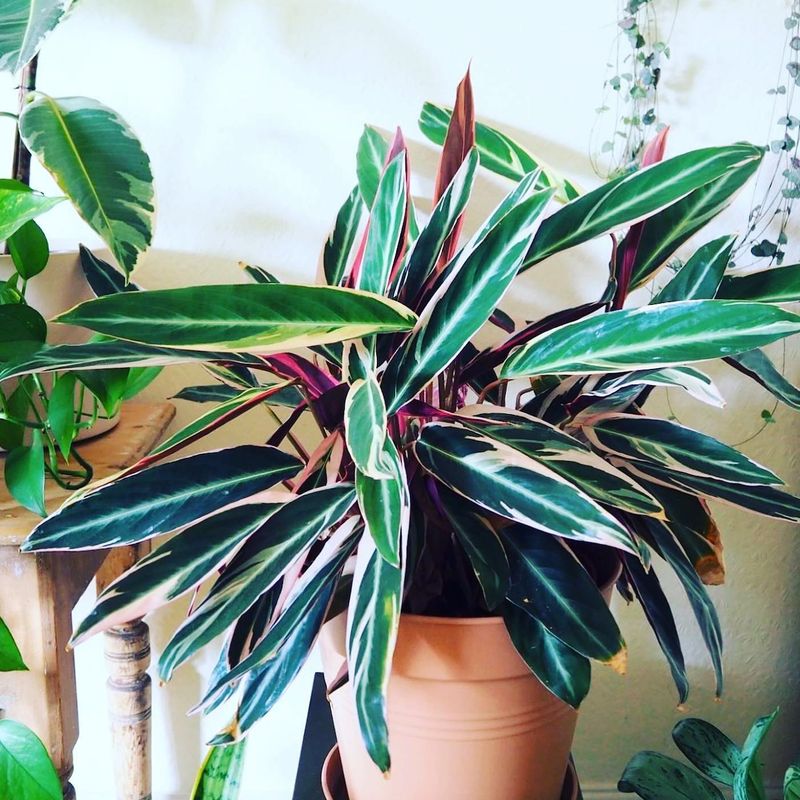Stromanthe Triostar