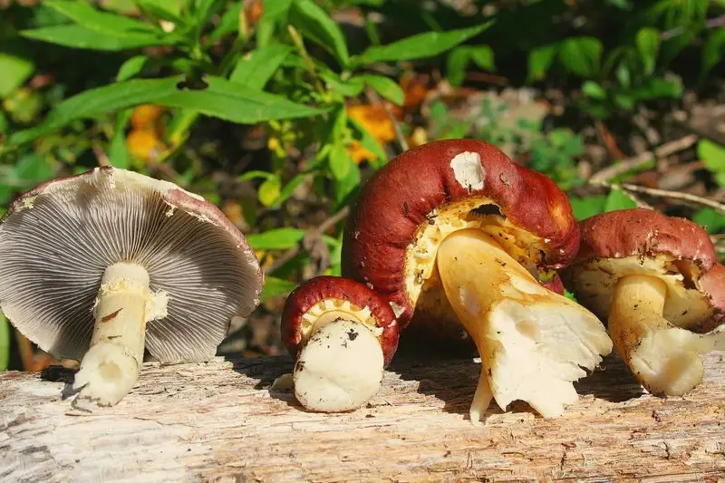 Stropharia