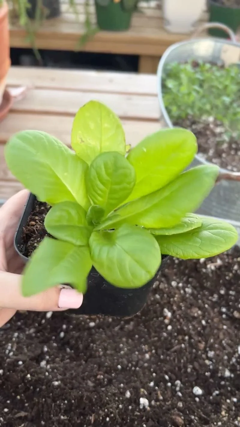 Stunted Growth