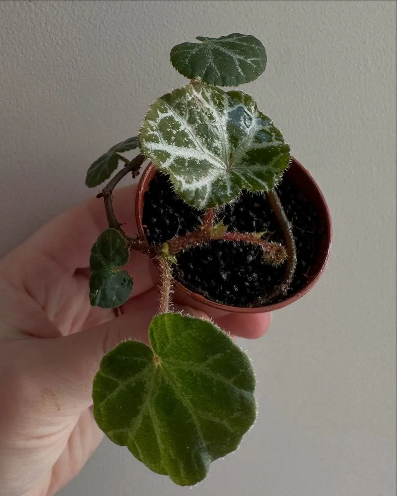 Stunted Growth