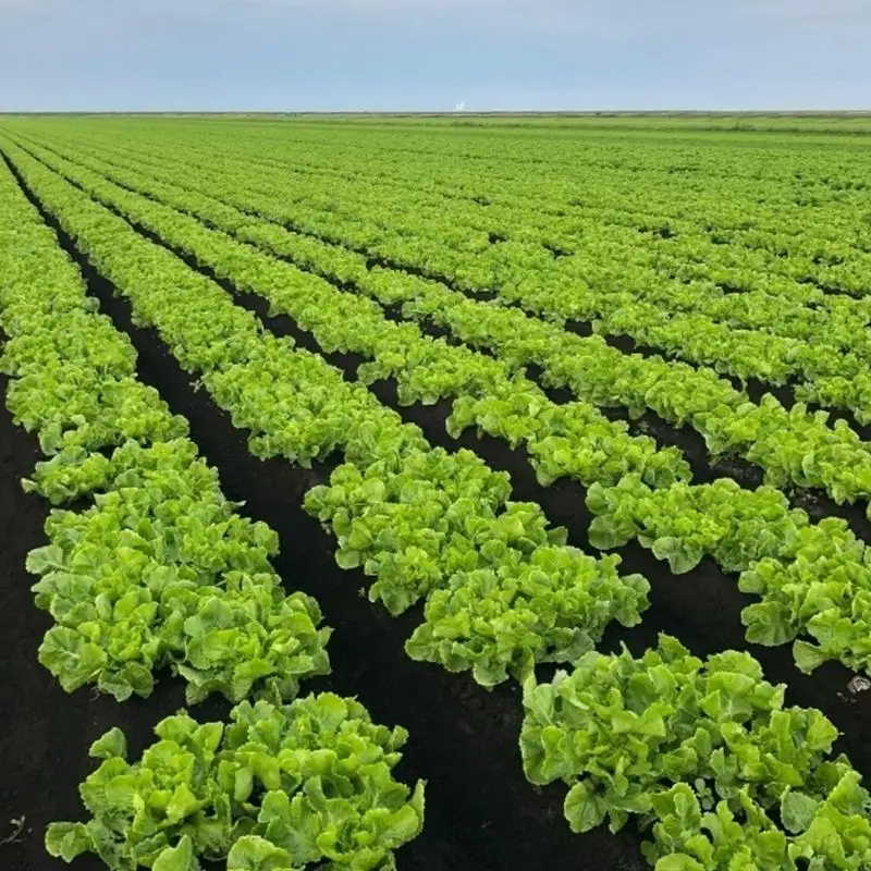 Subterranean Farming