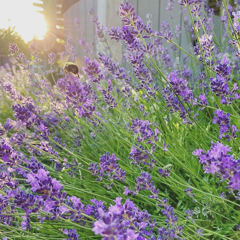 Subtle Lavender