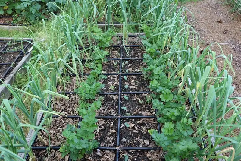 Succession Planting