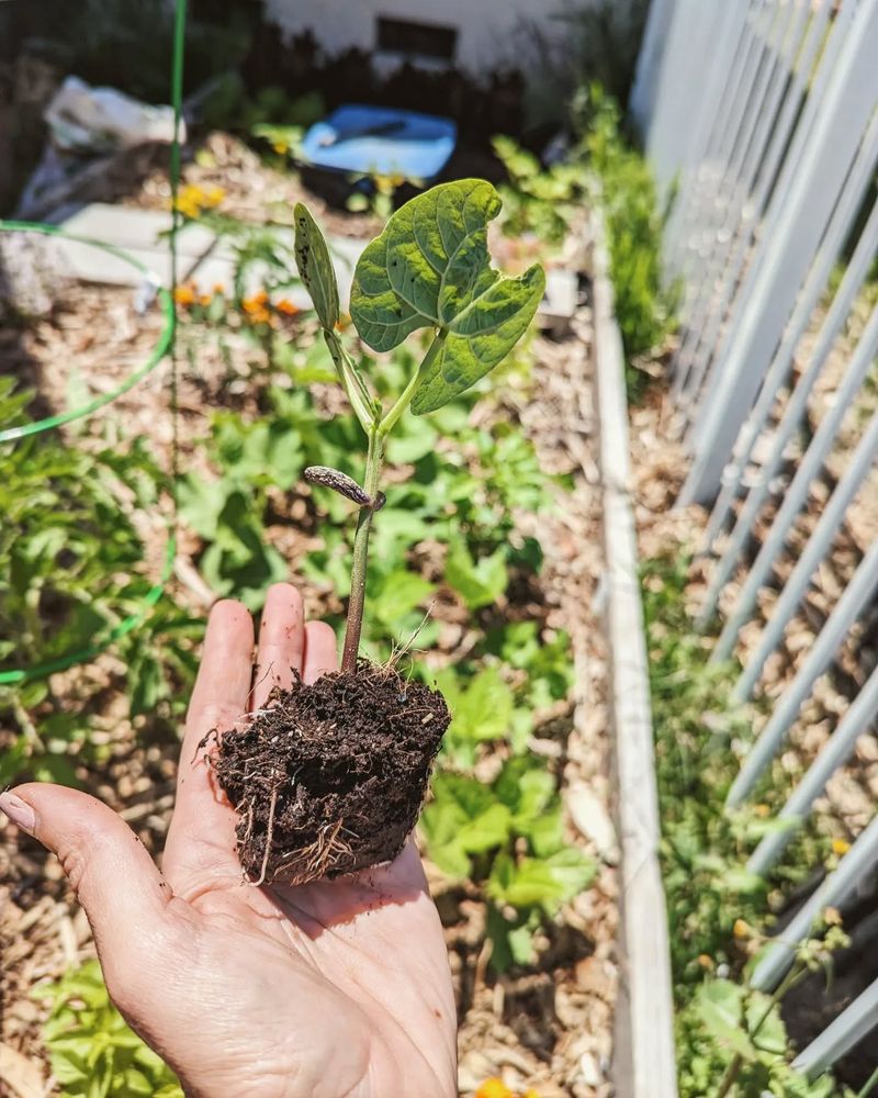 Succession Planting