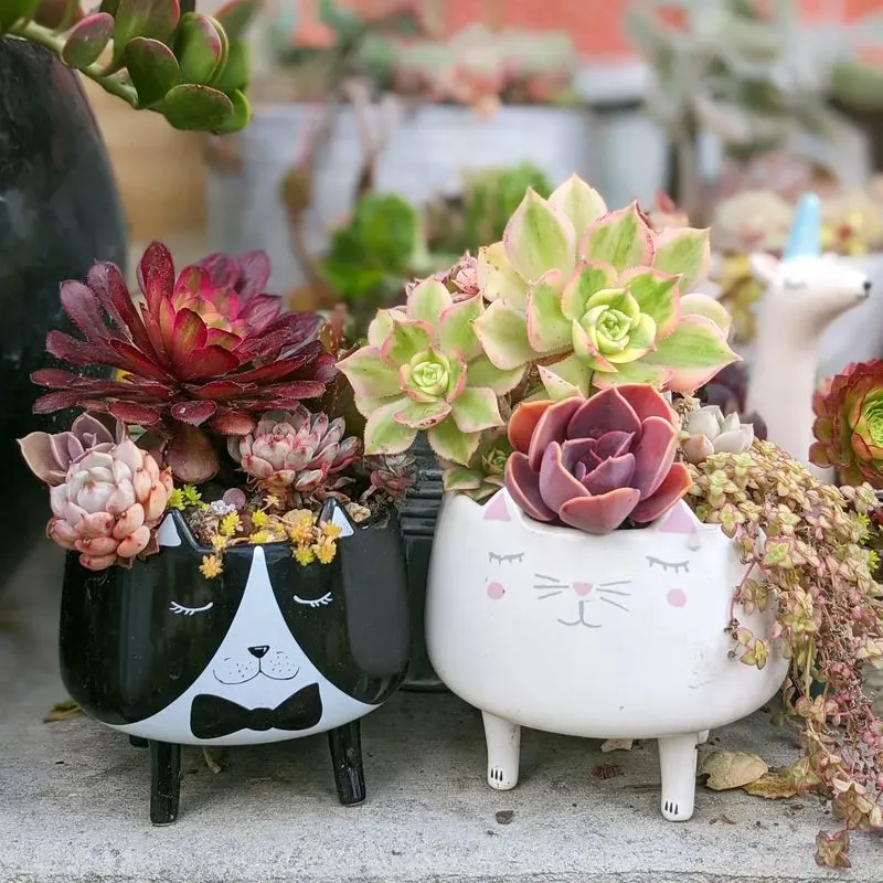 Succulent