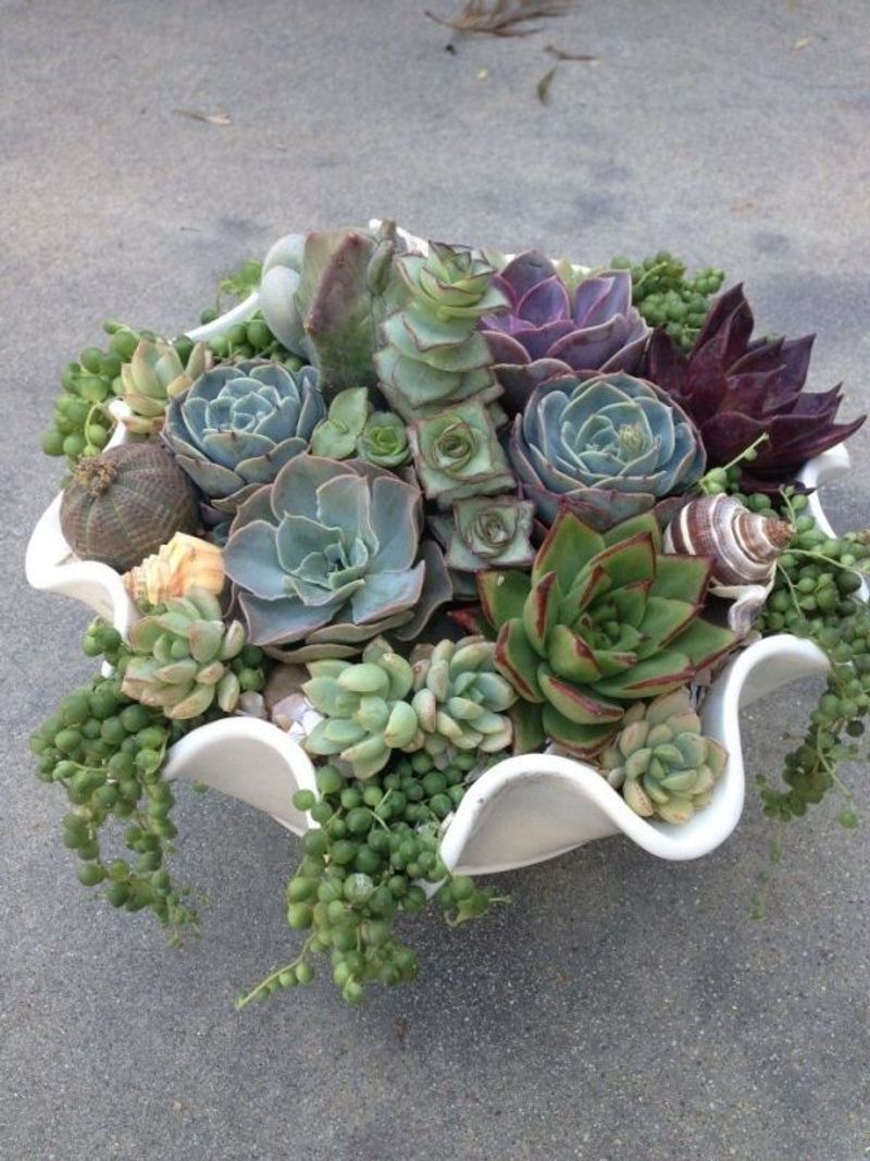 Succulent