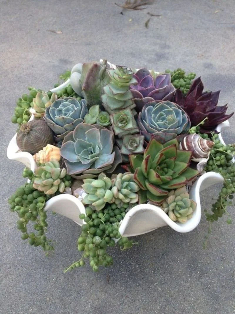 Succulent