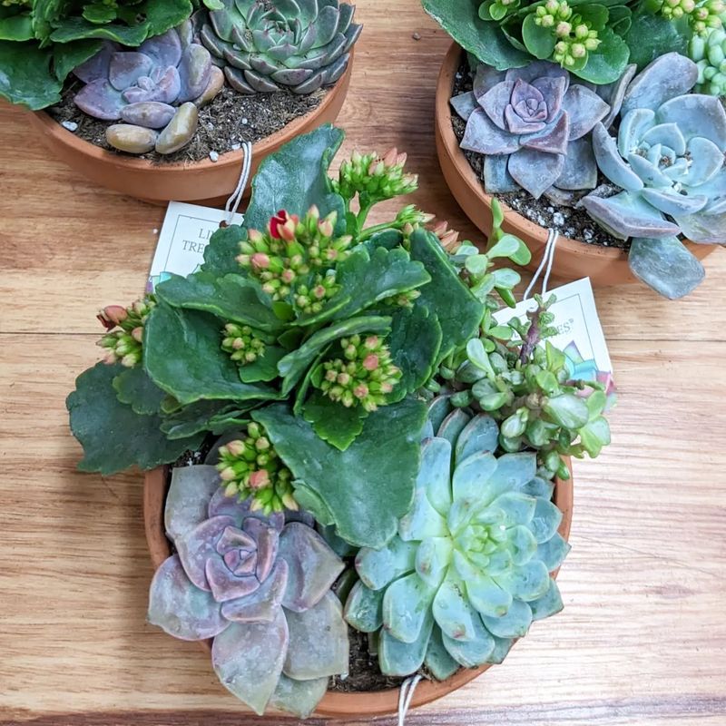 Succulent