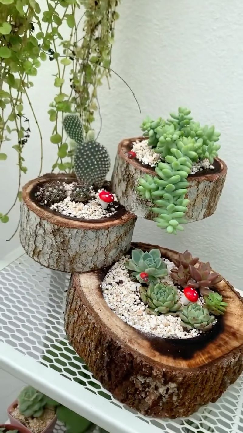 Succulent Arrangements