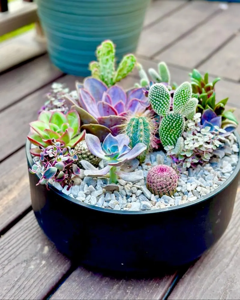 Succulent Arrangements