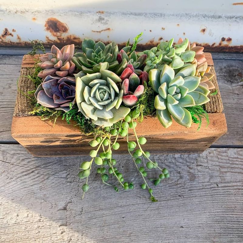 Succulent Arrangements