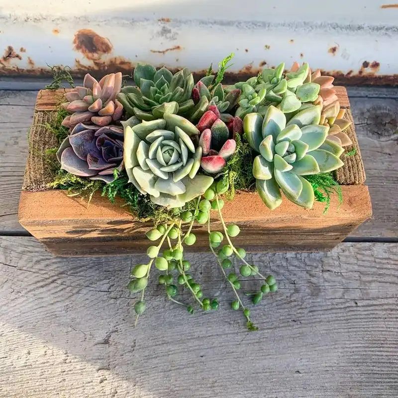 Succulent Arrangements