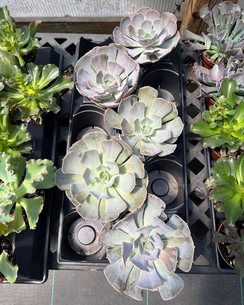 Succulent Assortment