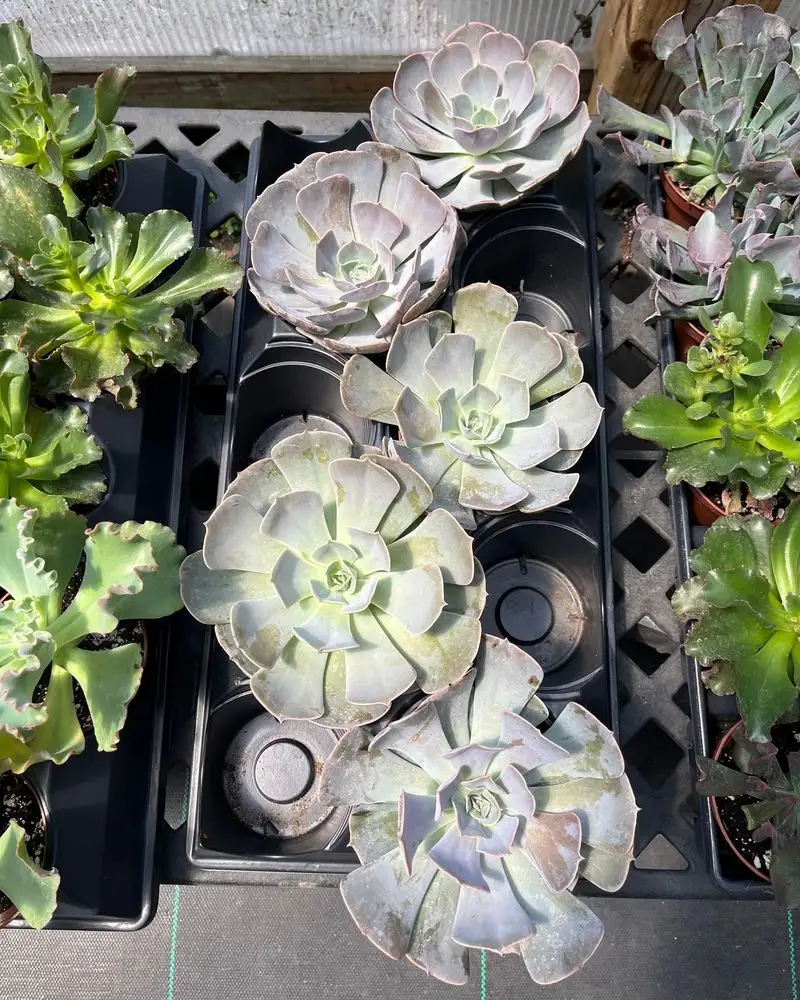 Succulent Assortment