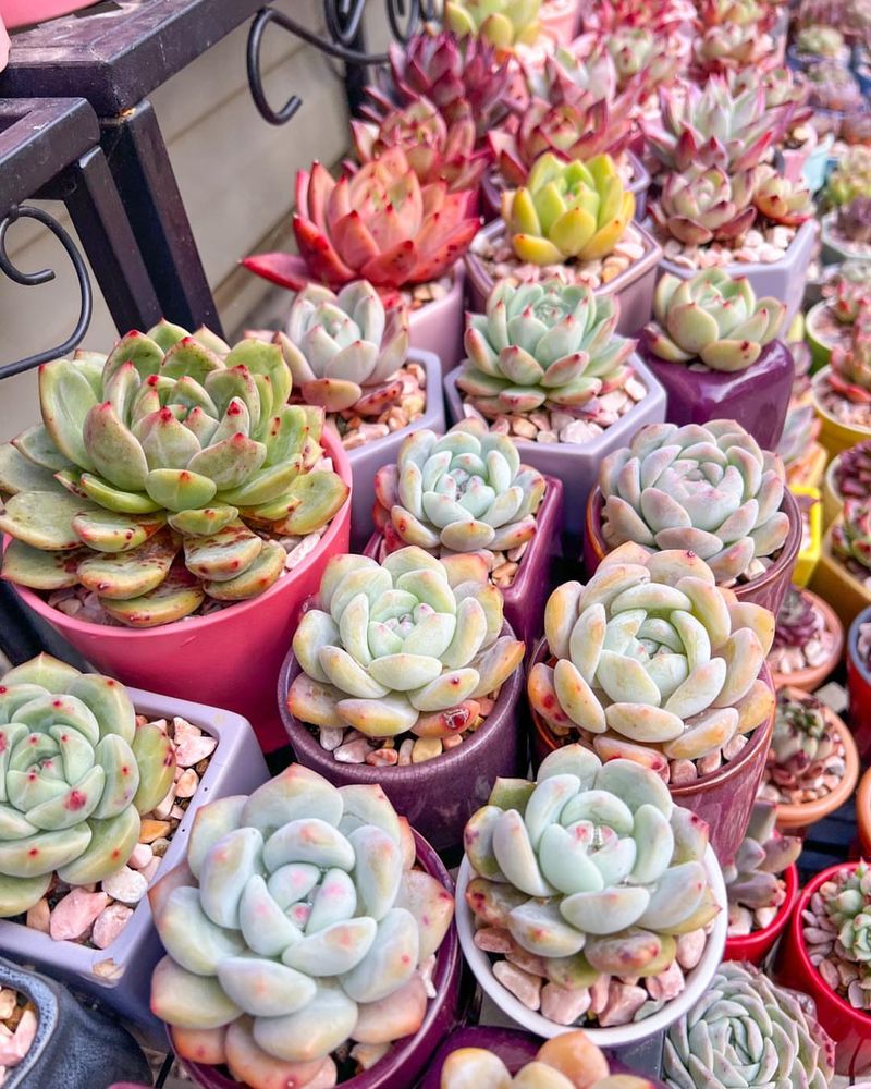 Succulent Assortment