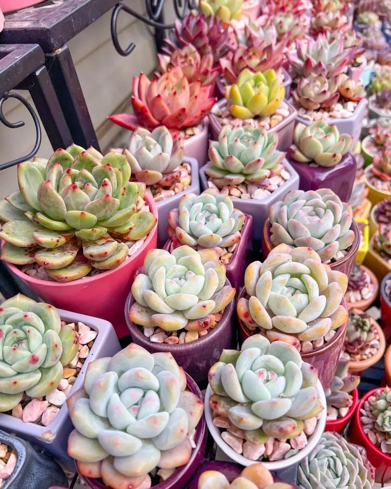 Succulent Assortment