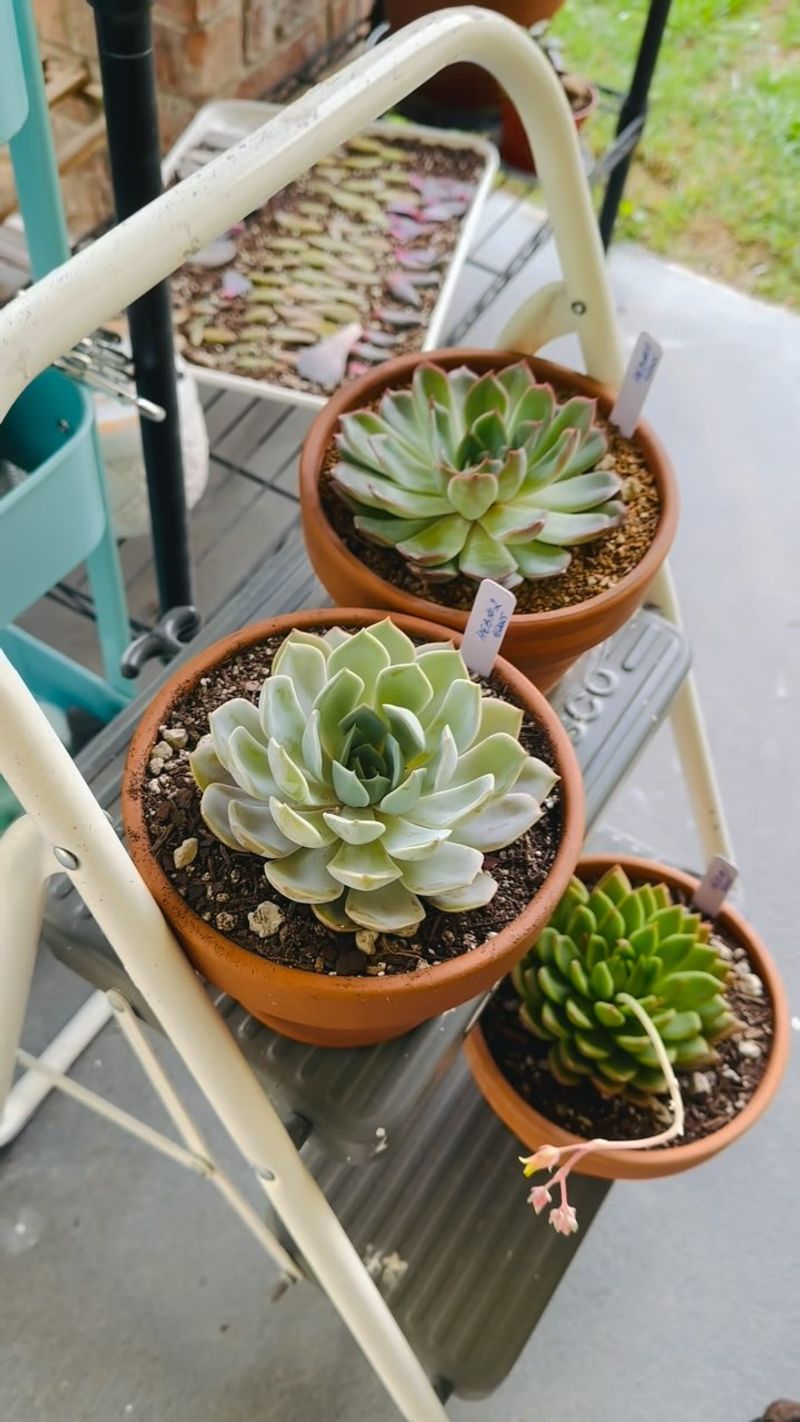 Succulent Assortment