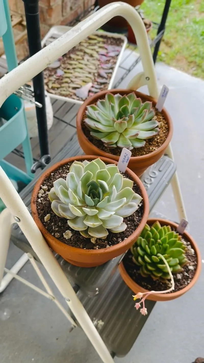 Succulent Assortment