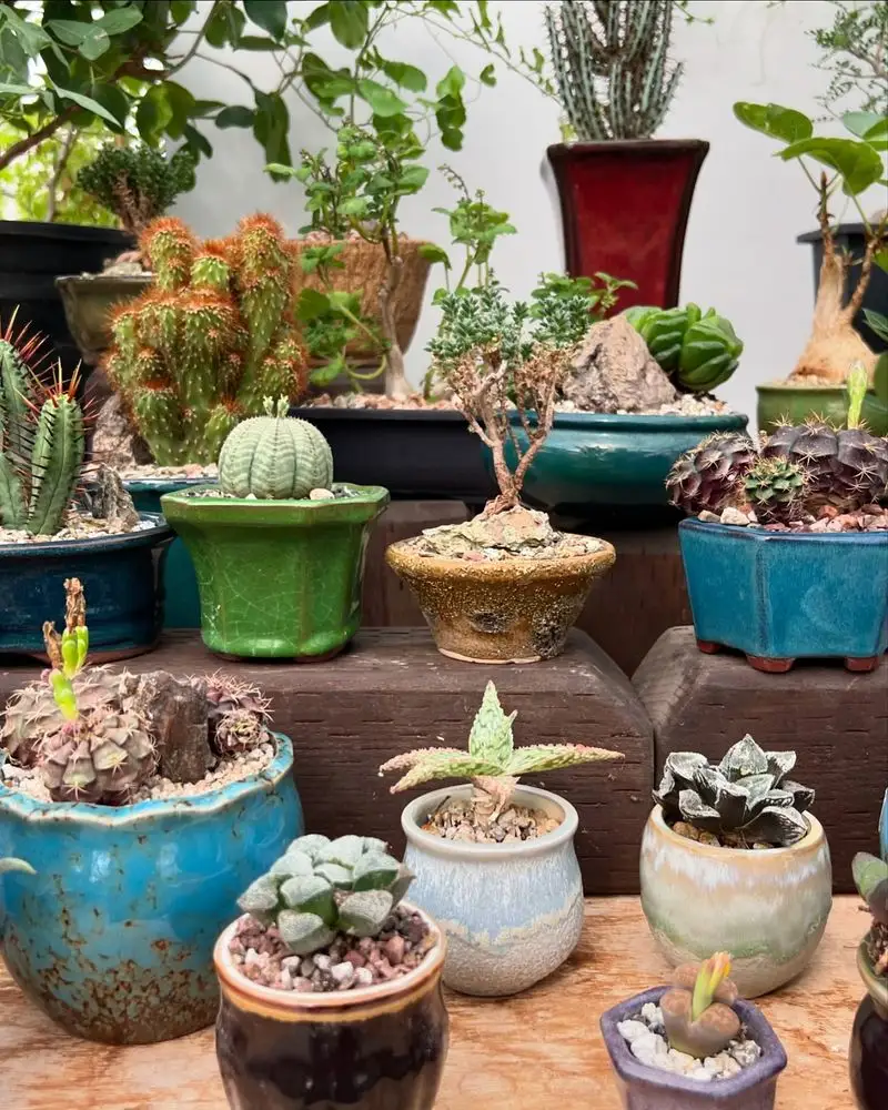 Succulent Display