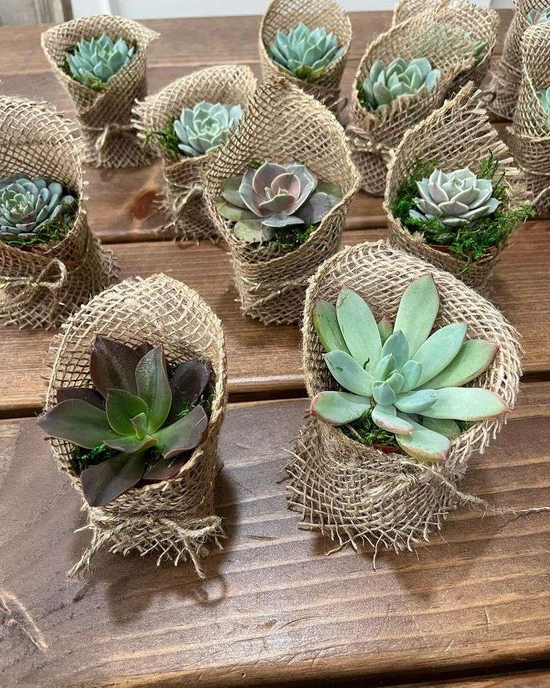 Succulent Favors