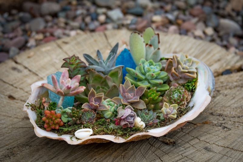 Succulent-Filled Shells