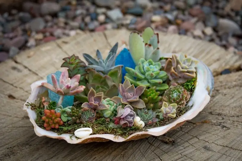 Succulent-Filled Shells