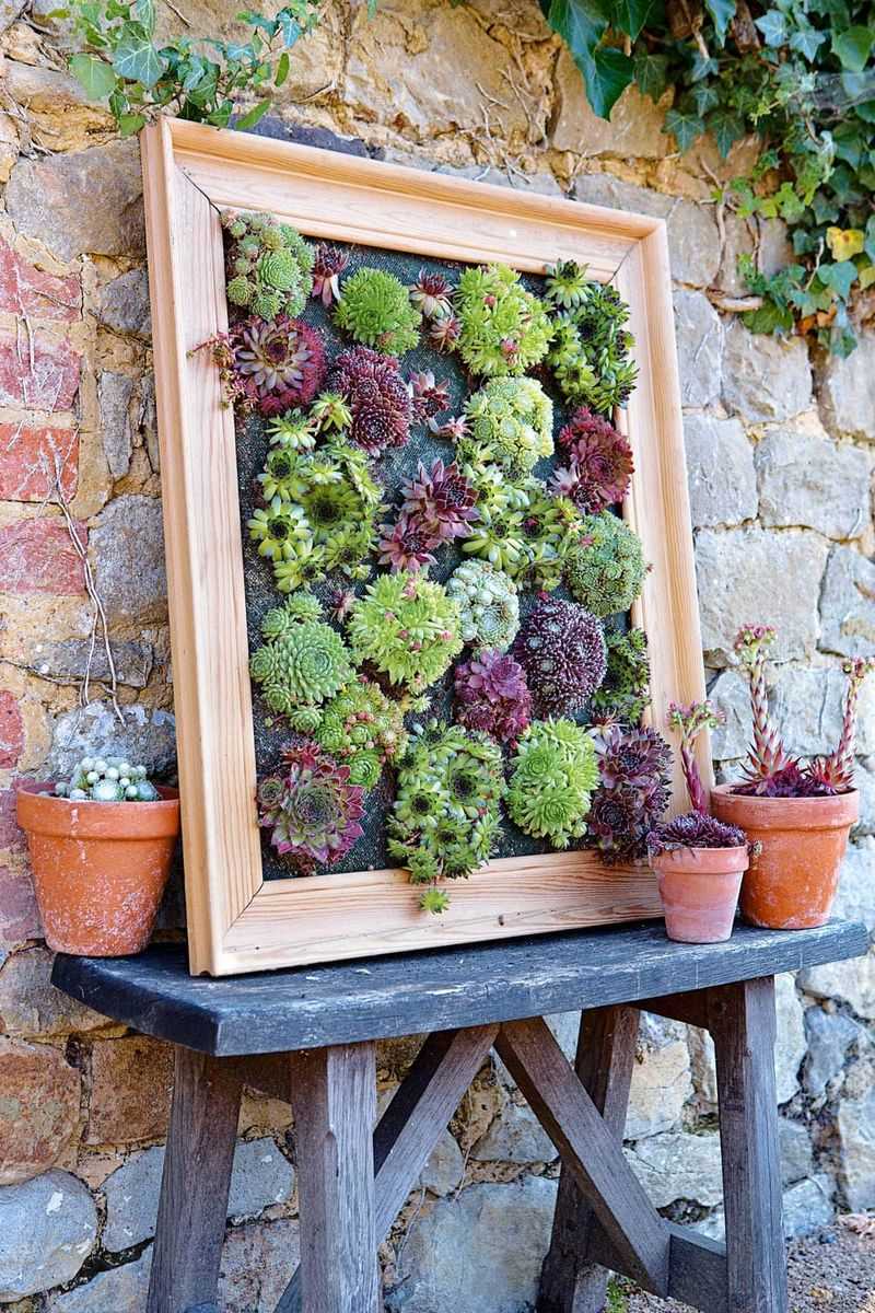 Succulent Frame Masterpiece