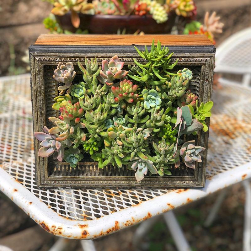Succulent Frames