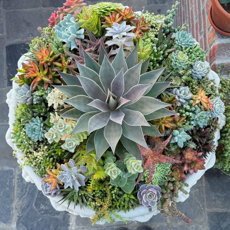 Succulent Garden