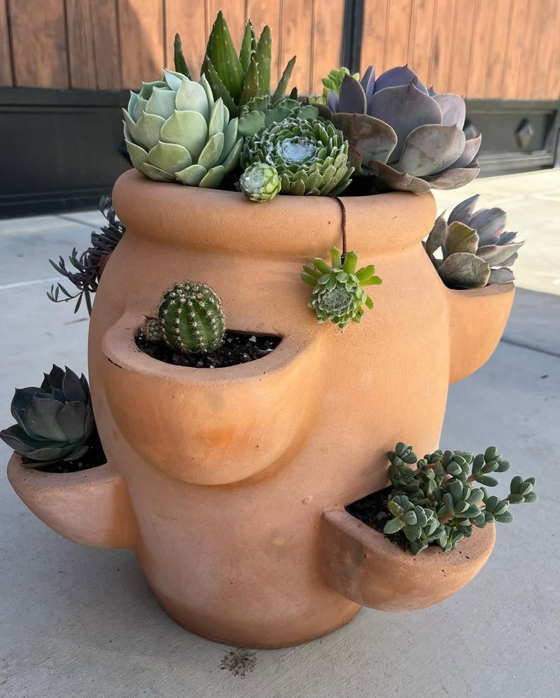 Succulent Mix