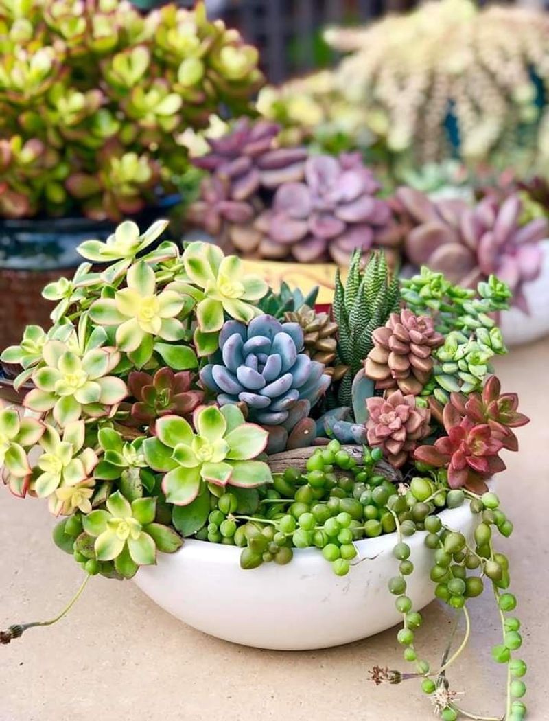 Succulent Mix