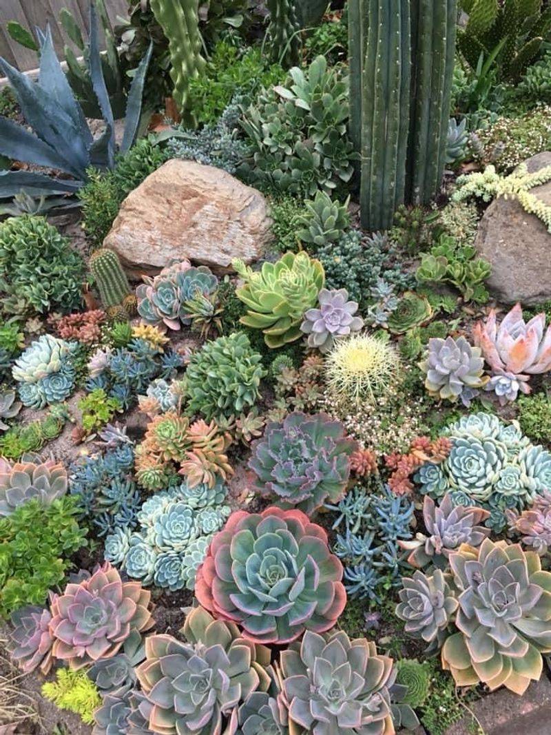 Succulent Overload