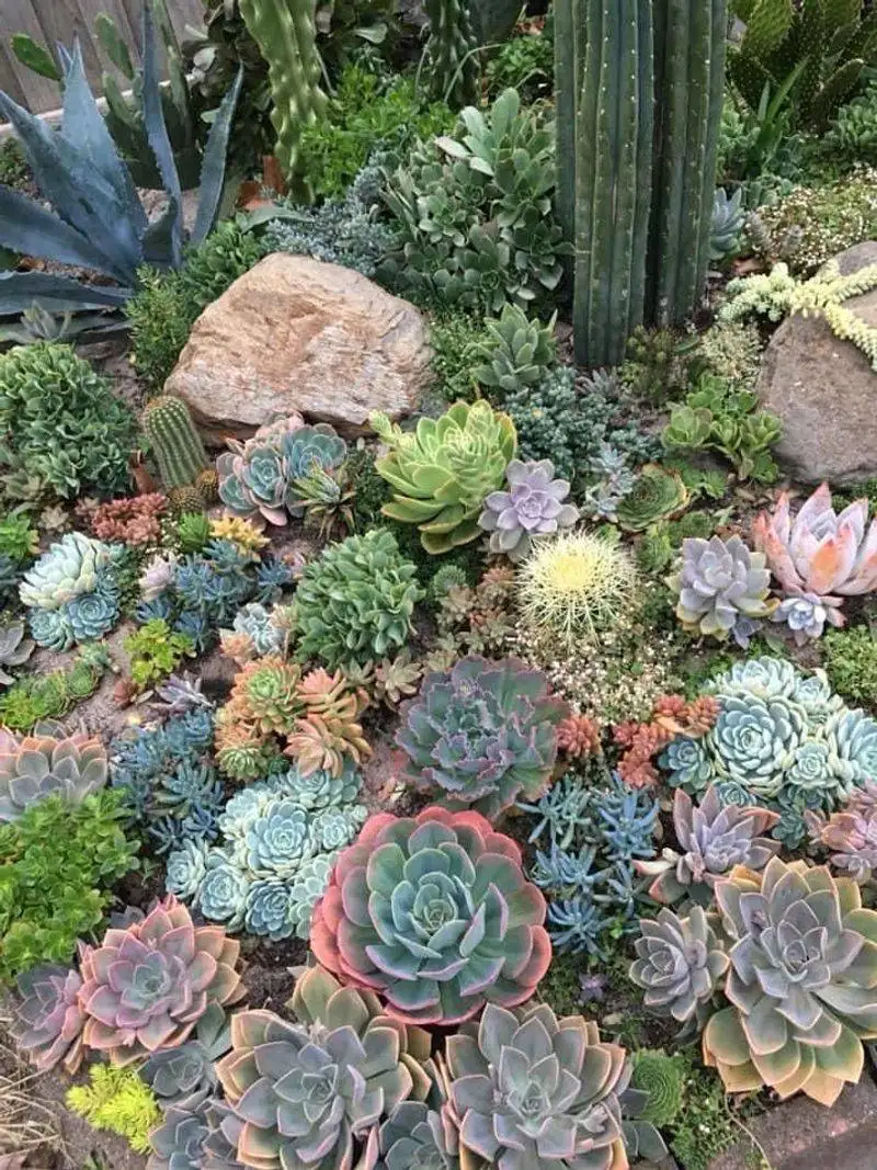 Succulent Overload