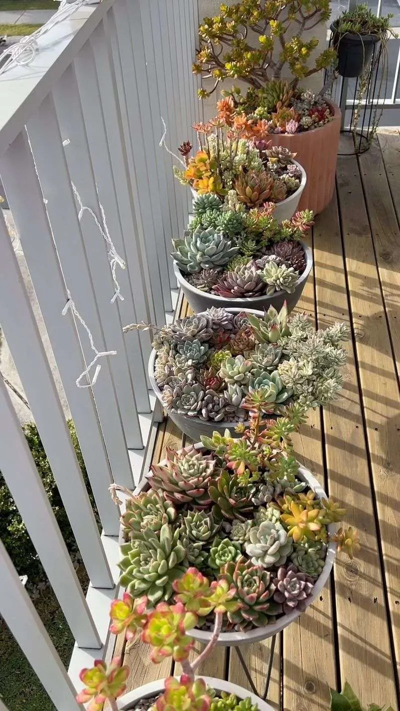 Succulent Paradise