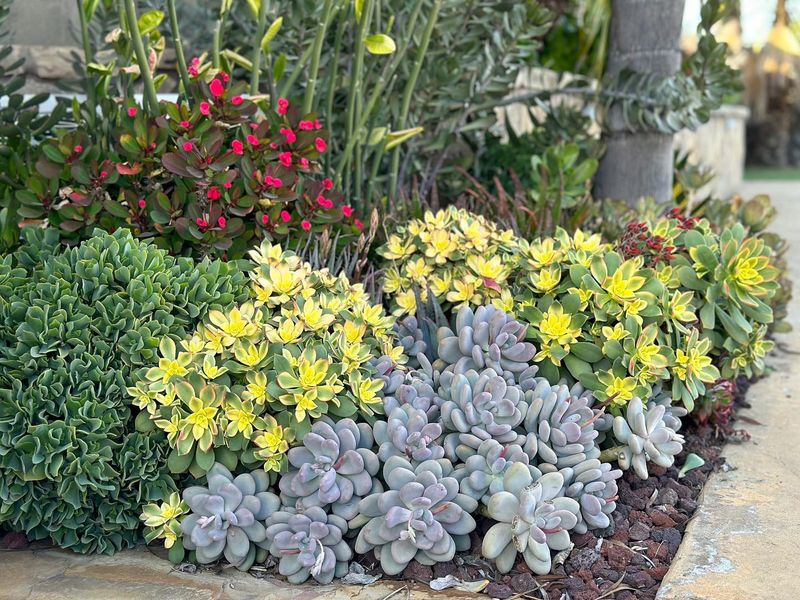 Succulent Pathways