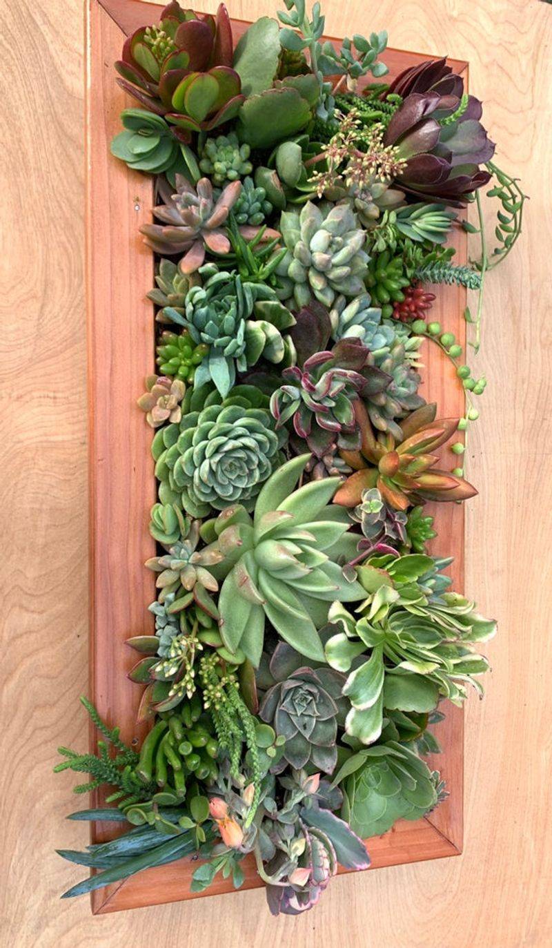 Succulent Picture Frame