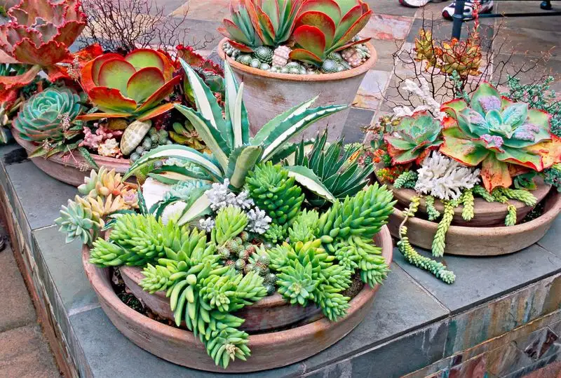 Succulent Planter