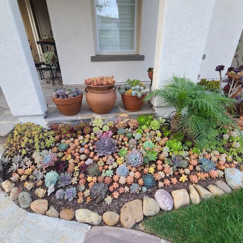 Succulent Rock Garden