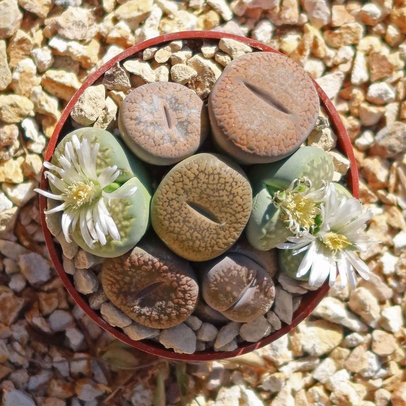 Succulent Rock Plant